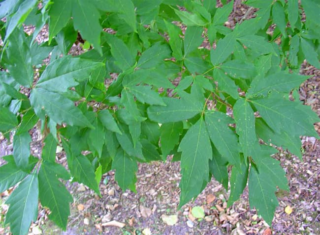 Acer triflorum Kolmeõiene vaher